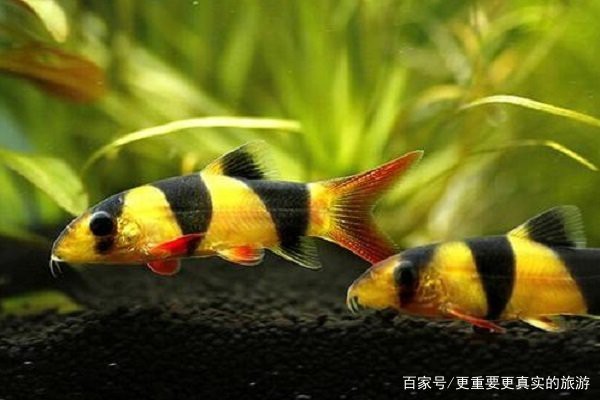 埃及神仙和龍魚混養