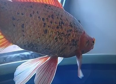 龍魚頭上有很多小黑點