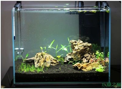 暴龍魚缸怎么樣：魚缸暴龍燈、酷魚燈、西龍燈下幾個方面來評估暴龍魚缸