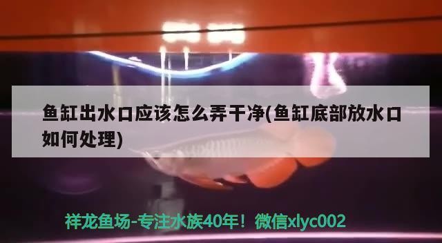 什么水最適合養龍魚，銀龍魚吃什么飼料最好