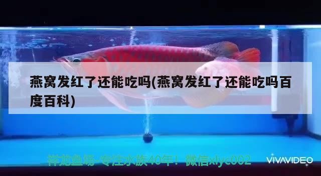 銀龍魚為什么是最好養的品種：黃化銀龍和銀龍哪個好