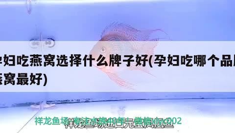 銀龍魚為什么是最好養的品種：黃化銀龍和銀龍哪個好