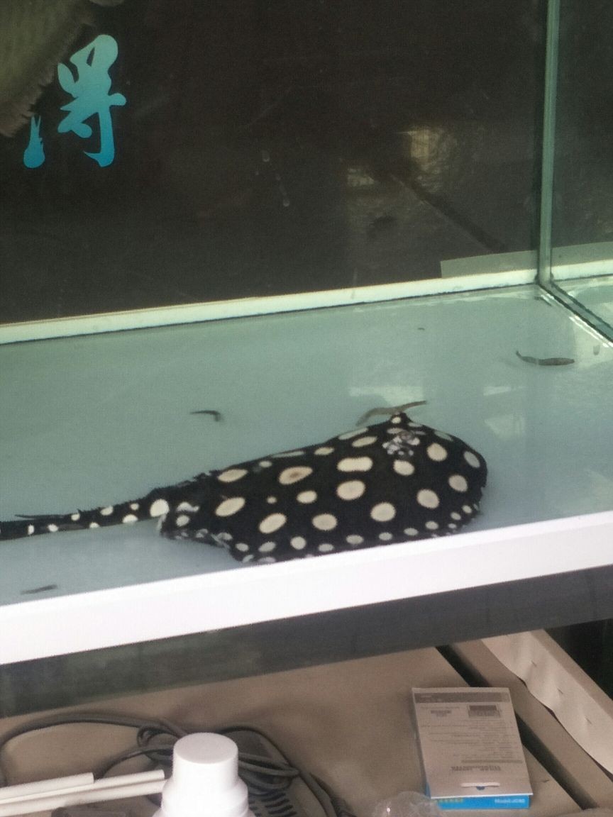魚(yú)缸放什么位置最好，魚(yú)缸擺放在什么位置最合適：家里的魚(yú)缸放在什么位置最合適