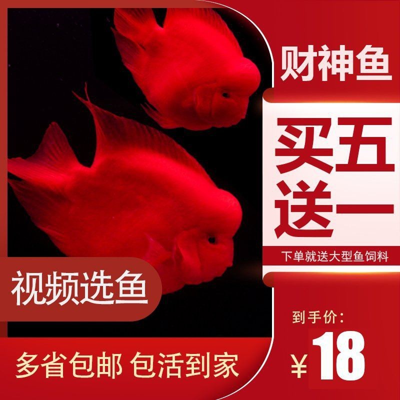 紅財神魚最建議買的三個品種