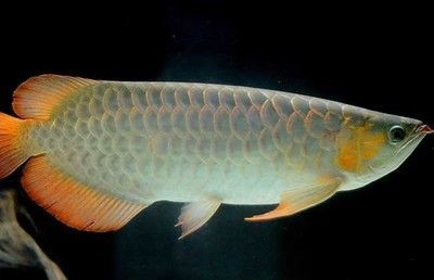 龍魚得腸炎主要表現在什么地方呢圖片：如何判斷龍魚是否患有腸炎