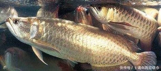 龍魚得腸炎主要表現在什么地方呢圖片：如何判斷龍魚是否患有腸炎
