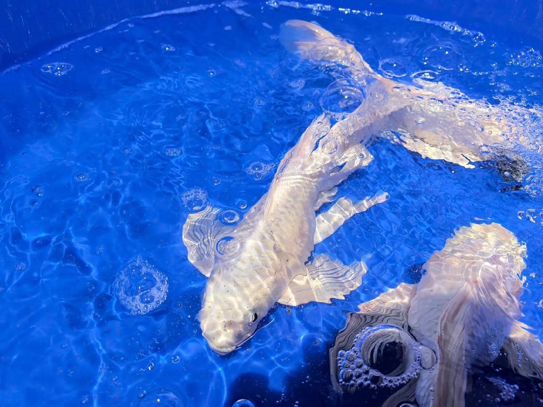 天津水族批發市場祥龍魚場