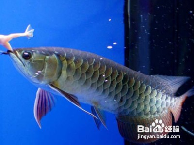 高唐縣一度水族館（高唐縣水上樂園） 高唐縣一度水族館（高唐縣水上樂園） 全國水族館企業名錄