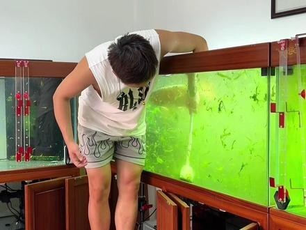 龍魚怎么養(yǎng)殖方法圖解