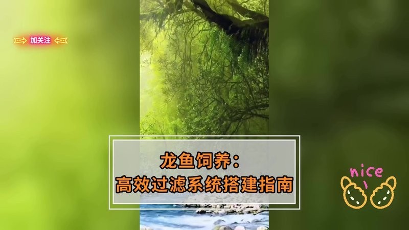 龍魚怎么養(yǎng)殖方法圖解