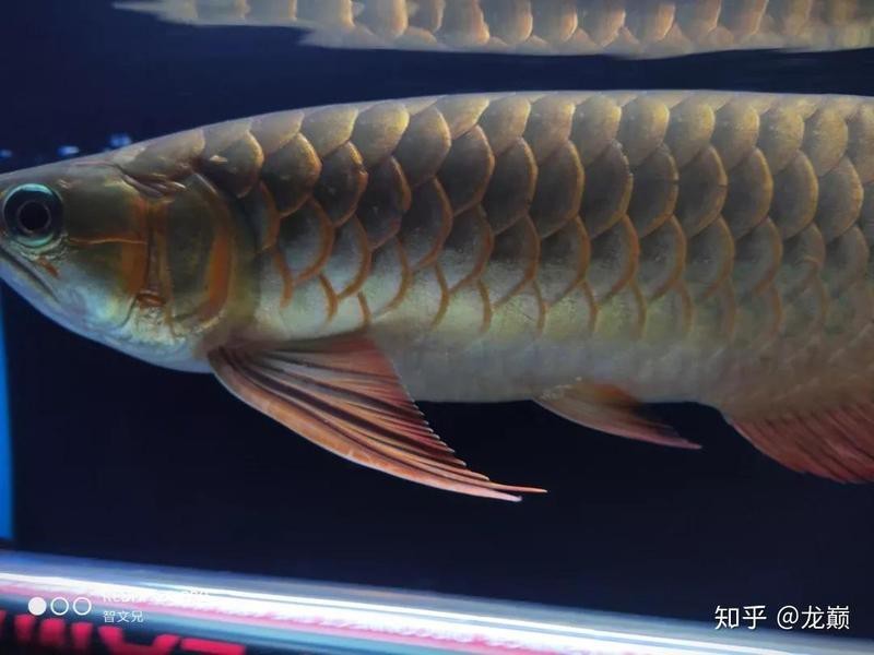 紅龍魚35公分了還不紅咋辦