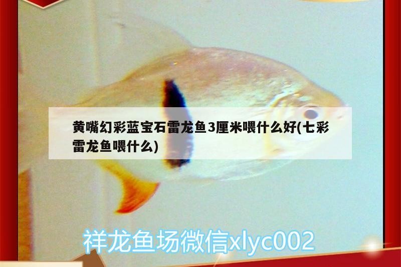 關(guān)于銀龍魚的作文（寫金龍魚的作文）
