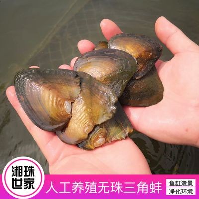 河蚌的生態角色：如何養殖河蚌