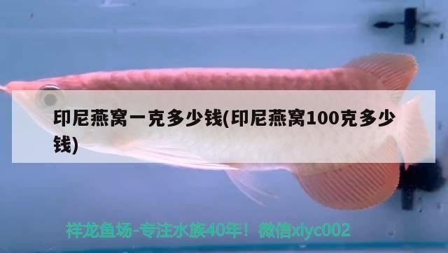 銀龍魚身上發黑怎么回事（銀龍魚身上發黑怎么回事圖片）