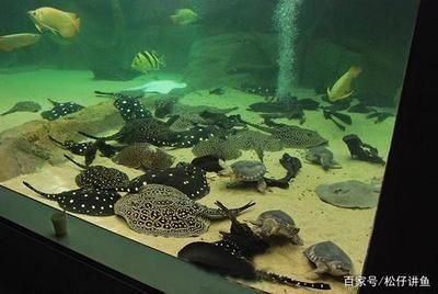 龍魚 虎魚 龜：龍魚和烏龜混養的結果主要有三種關鍵因素需要注意