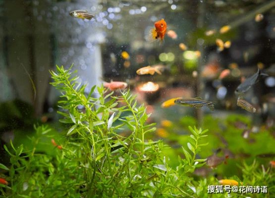 什么樹放魚缸里沒事：如何選擇適合放入魚缸的樹種