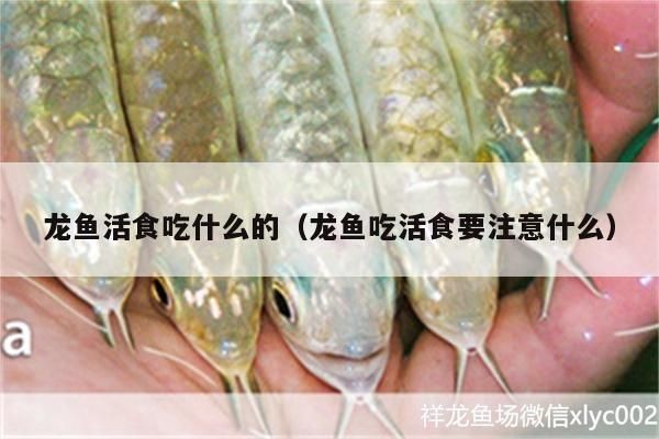 龍魚活食吃什么的：龍魚活食與合成飼料選擇,如何給幼龍魚科學喂食，成年龍魚最佳喂食頻率