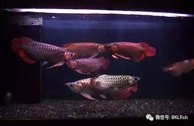 多條龍魚混養：混養多條龍魚指南