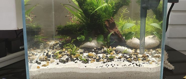魚缸測評