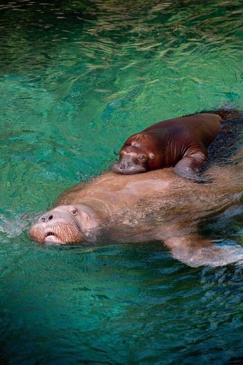 海象可愛圖片