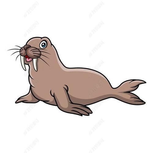 海象可愛圖片