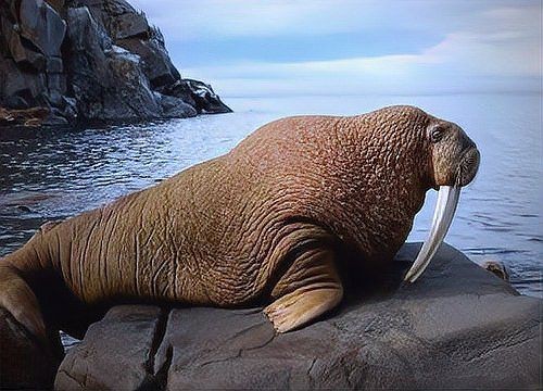 海象可愛圖片