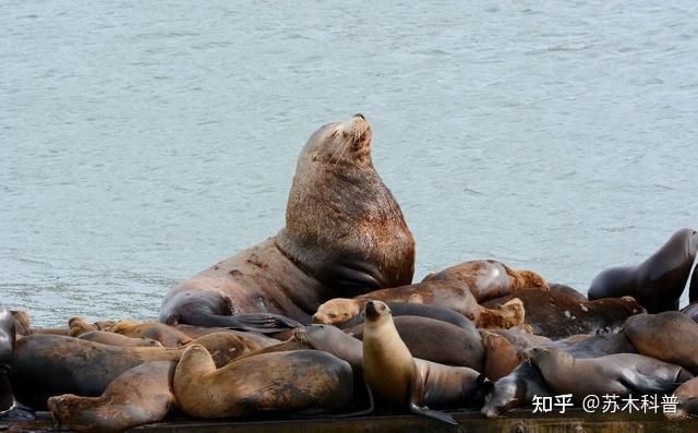 海象可愛圖片