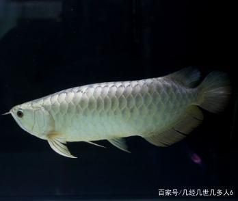 白色銀龍魚怎么養活（白色銀龍魚的飼養方法）