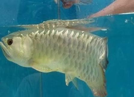 龍魚頻繁張嘴（龍魚頻繁張嘴可能由多種因素引起，飼養者需要采取處理方法）