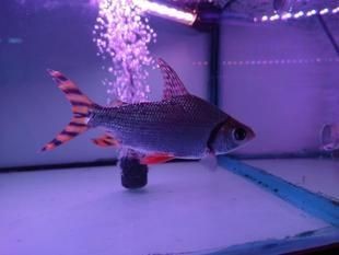 龍魚缸配什么魚好看：如何選擇適合與龍魚混養(yǎng)的魚類