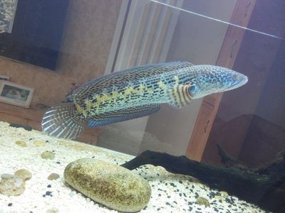 龍魚缸配什么魚好看：如何選擇適合與龍魚混養(yǎng)的魚類