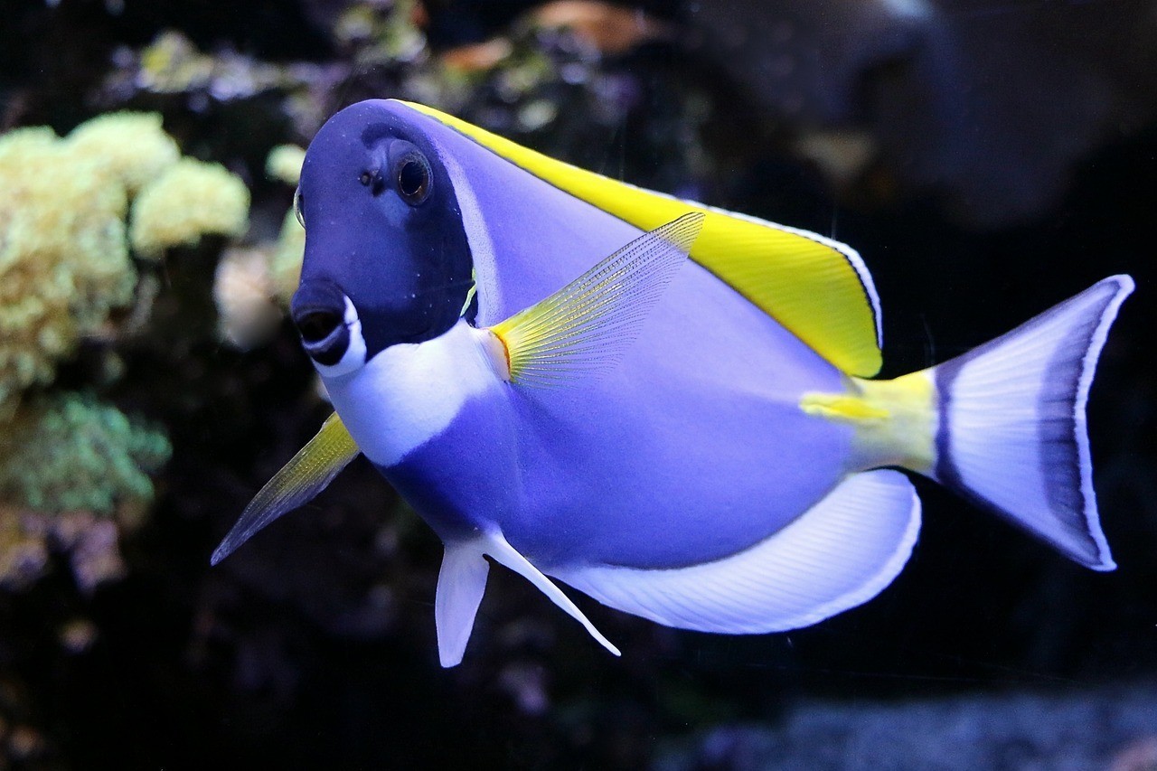 鄒城市春木壁掛水族館 （鄒城市春木壁掛水族館電話）