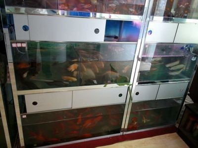 觀賞魚屬于生鮮類嗎？：拼多多小型魚缸和熱帶魚屬于生鮮類嗎？