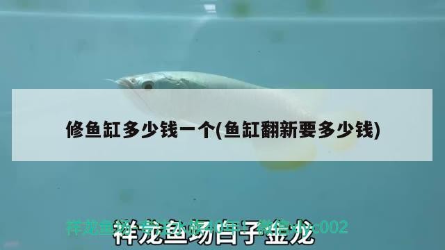 銀龍魚浮頭怎么回事（金龍魚浮頭怎么回事） 銀龍魚浮頭怎么回事（金龍魚浮頭怎么回事） 銀龍魚百科 第3張