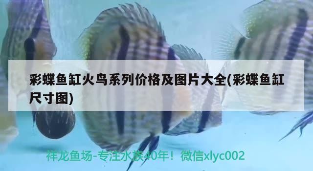 觀賞鯊魚(yú)能和金龍、銀龍魚(yú)一起混養(yǎng)么？，虎頭鯊和虎頭鯊和龍魚(yú)能混養(yǎng)嗎，金龍、銀龍魚(yú)能混養(yǎng)嗎