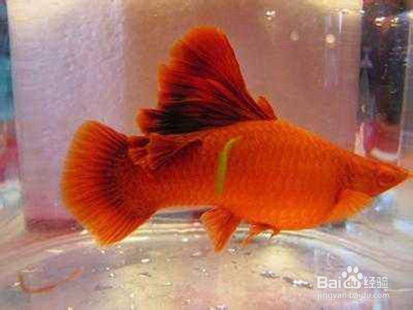 高鰭紅箭魚為什么難養(yǎng)