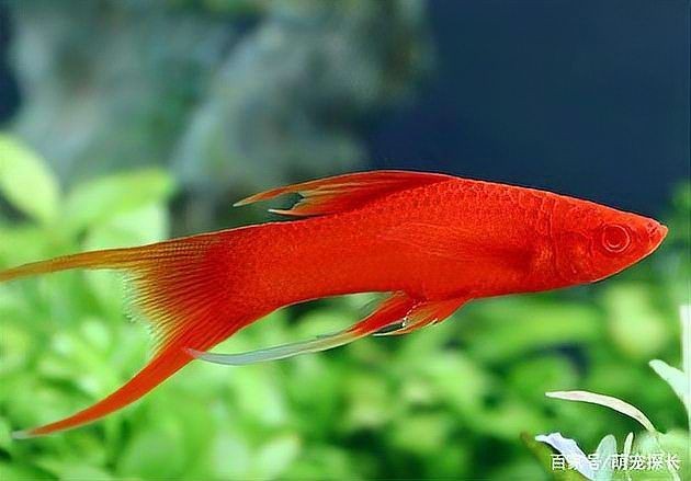 高鰭紅箭魚為什么難養(yǎng)