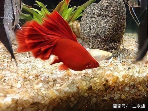 高鰭紅箭魚為什么難養(yǎng)