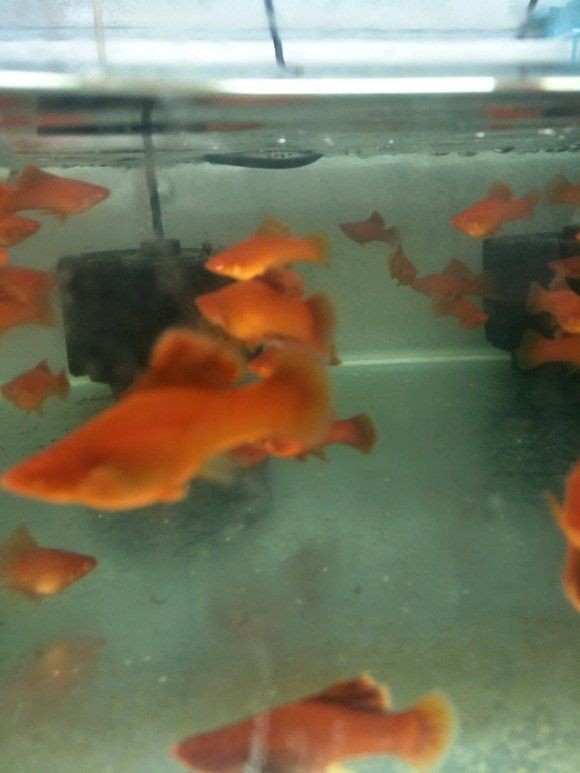 高鰭紅箭魚為什么難養(yǎng)