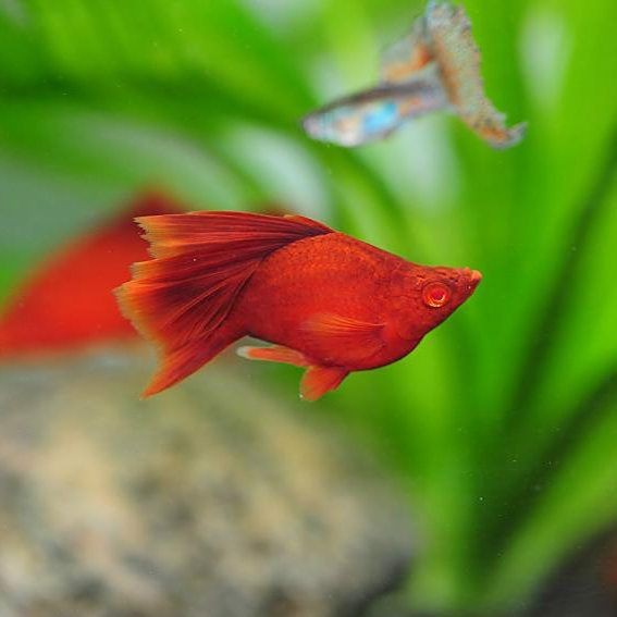 高鰭紅箭魚為什么難養(yǎng)