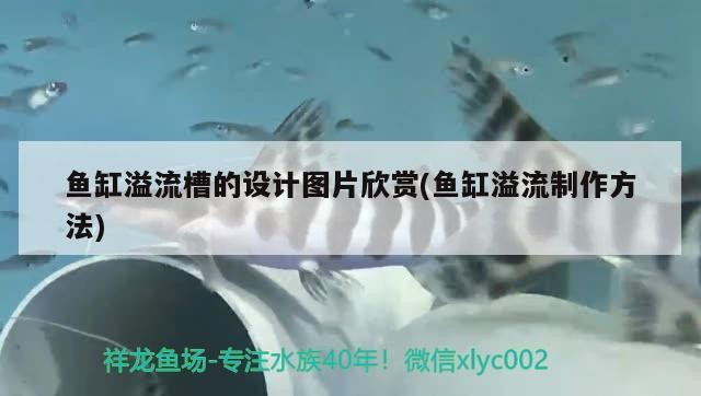 一條金龍魚配幾條銀龍魚好看（一條金龍配兩條銀龍）