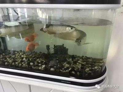 龍魚一般多大魚缸（關于龍魚魚缸尺寸的基本信息）