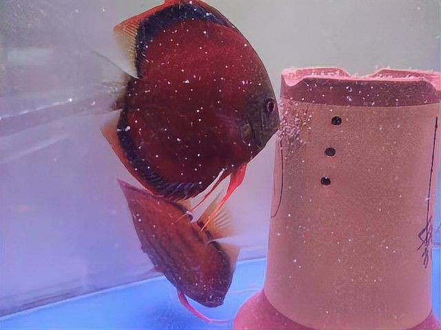 紅財神魚多久產卵