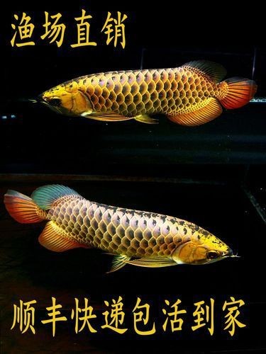 高背金龍魚圖片大全