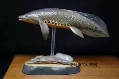 肺魚多少錢一只