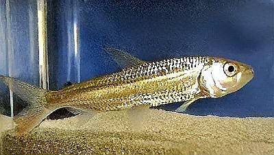 鱷雀鱔VS白金猛魚