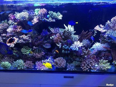 魚缸圖片 壁紙（在尋找魚缸壁紙圖片時，您可以考慮以下幾個方面的方面）