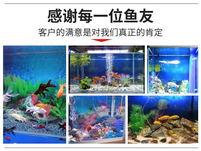 魚(yú)缸圖片 壁紙（在尋找魚(yú)缸壁紙圖片時(shí)，您可以考慮以下幾個(gè)方面的方面）