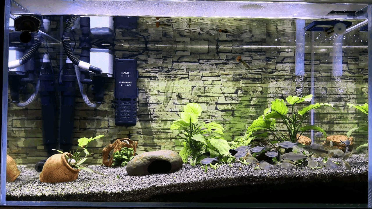魚缸圖片 壁紙（在尋找魚缸壁紙圖片時，您可以考慮以下幾個方面的方面）