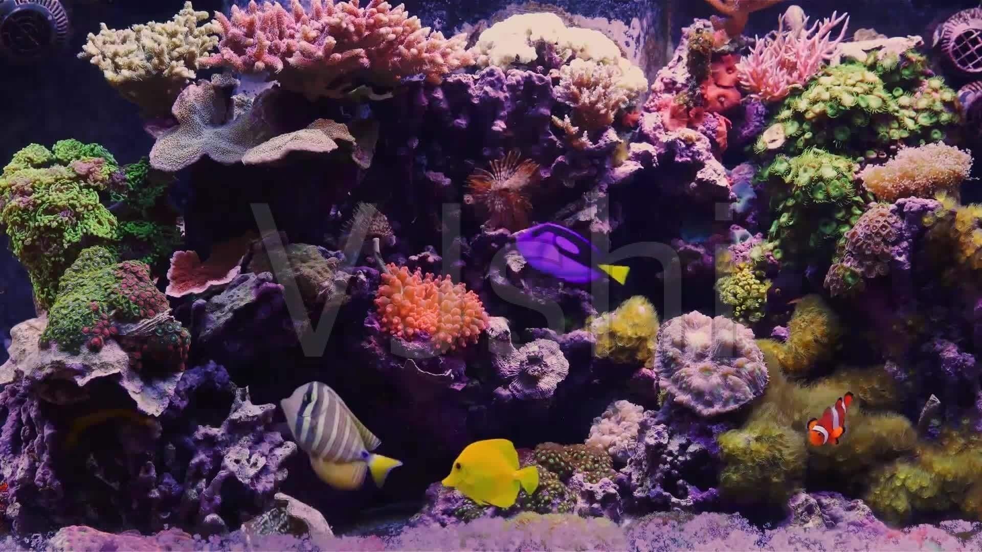 魚(yú)缸圖片 壁紙（在尋找魚(yú)缸壁紙圖片時(shí)，您可以考慮以下幾個(gè)方面的方面）